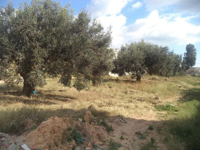 Photo av terrain de 408m² a hammamet sud image 2/3