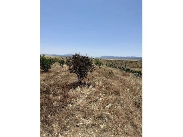 Photo av terrain de 6500m a hammamet sud image 2/2