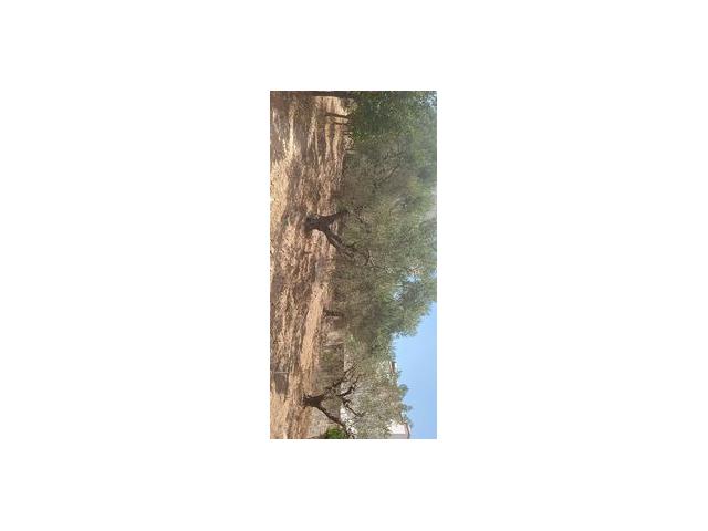Photo av terrain de 670m² a hammamet image 2/3