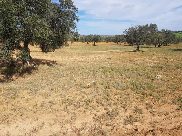Photo av terrain de 80md a hammamet sud image 2/2