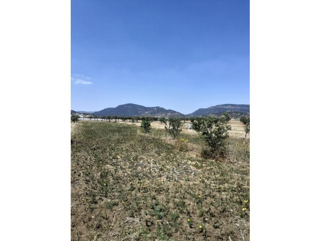 Photo av terrain de 8500m a hammamet sud image 2/3