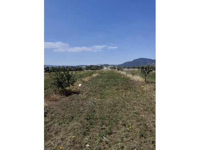 Photo av terrain de 8500m a hammamet sud image 2/3