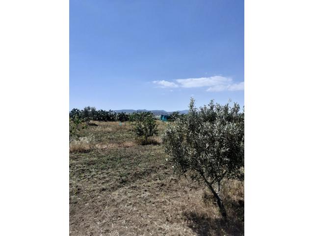 Photo av terrain de 8500m a hammamet sud image 2/3