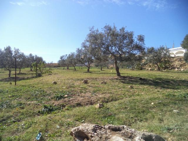 Photo av un terrain 1030m² a monchar hammamet image 2/2