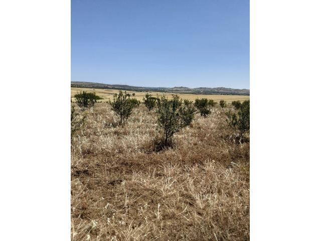 Photo av un terrain 6500m² a hammamet image 2/3
