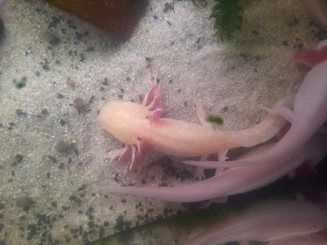 Photo Axolotl 17/20 cm à vendre image 2/5