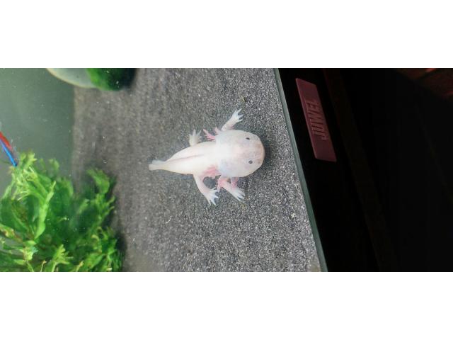 Photo Axolotl image 2/2