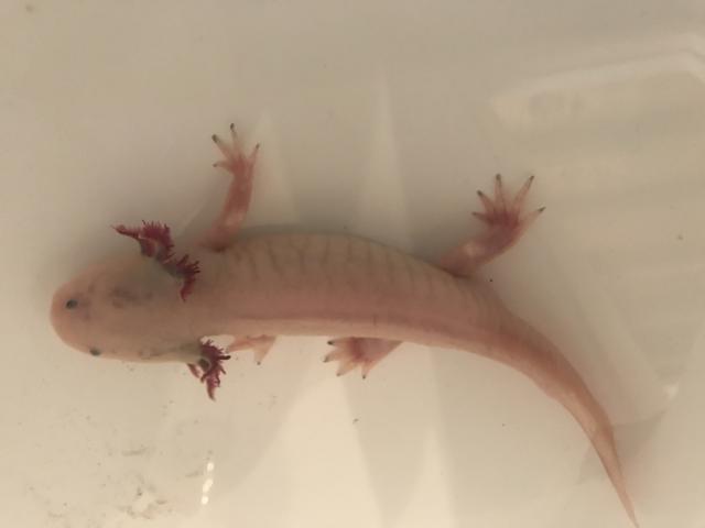 Photo Axolotl adulte a donner image 2/2