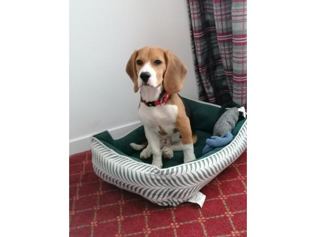 Photo Beagle 2 ans à vendre image 2/2