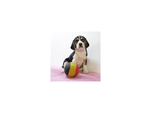 Photo Beagle - chiot tricolor noir & tricolor bleu image 2/6