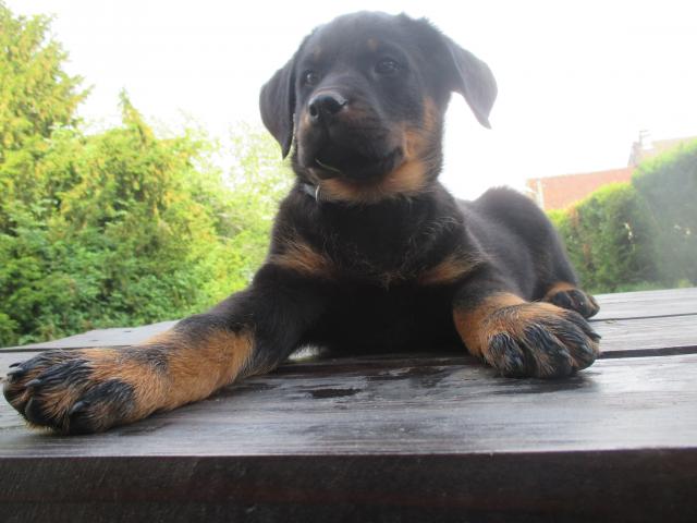 Photo BEAUCERONS GROS GABARITS image 2/6