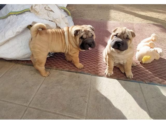 Photo Beaux bébés shar-pei , deux chiots très éveillés - hk01901204 image 2/6