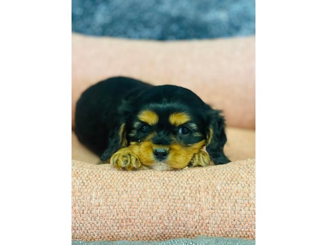 Photo beaux cavalier king charles chiots a vendre image 2/4