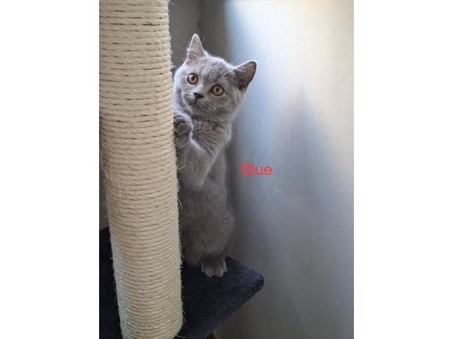 Photo Beaux chatons british Shorthair image 2/6