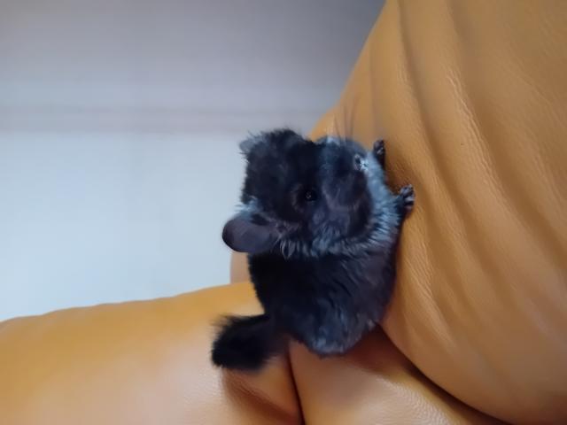 Photo Bébé chinchilla ebony dark Angora image 2/3