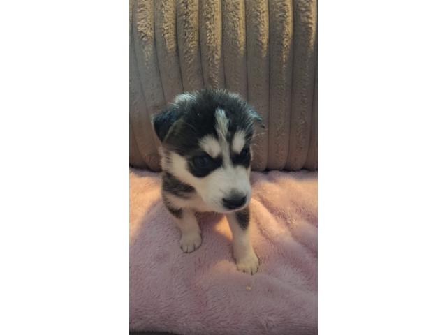 Photo Bébé Husky image 2/6