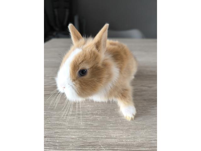 Photo Bébé lapin disponible à la réservation image 2/3