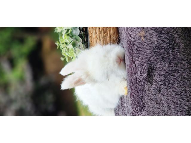 Photo Bebe Lapins anglais angora image 2/6