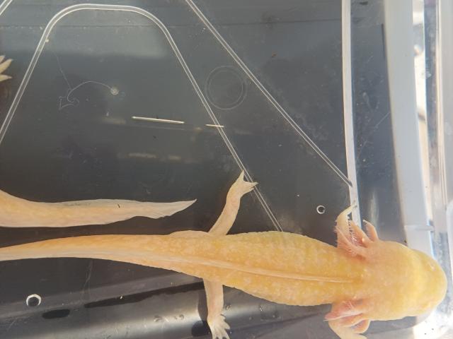 Photo Bébés axolotl Gold et Albinos trop mimi image 2/6