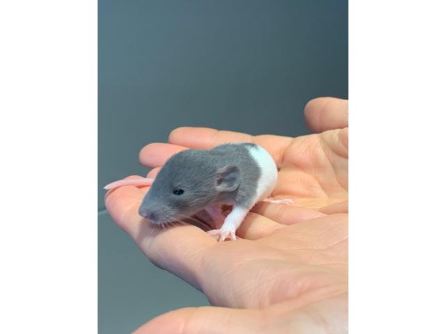 Photo Bébés rats / Ratten Babys image 2/6