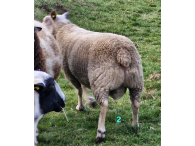 Photo Bélier image 2/2