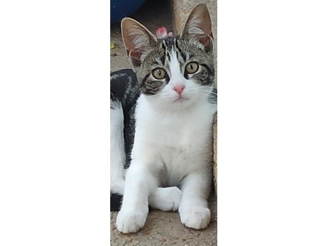 Photo Belle femelle chatte à adopter  1an et 3 mois image 2/2