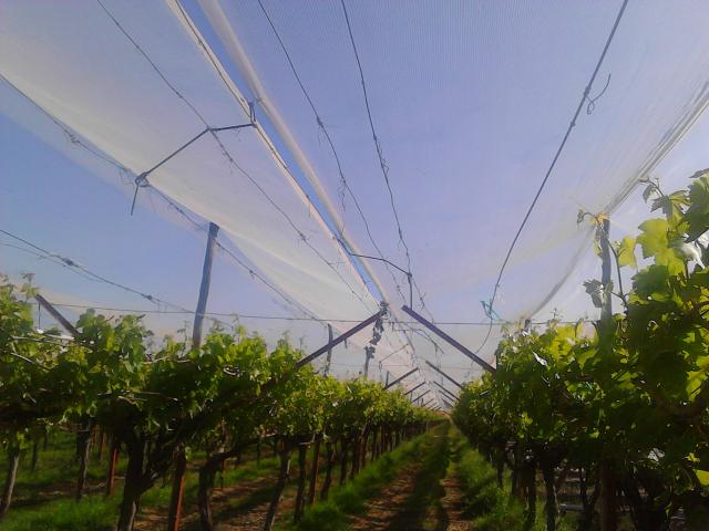 Photo Belle fermette titrée de vines 7 ha à 36 km de Marrakech image 2/6