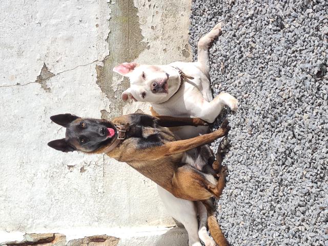 Photo Berger belge malinoise pedigree image 2/2