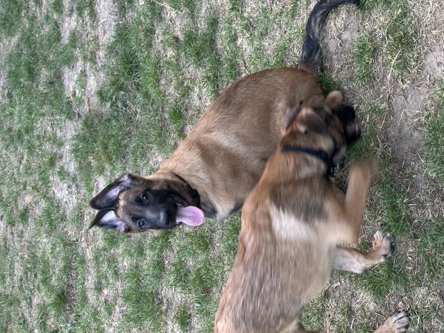 Photo Berger malinois long poil couleur Fauve image 2/4