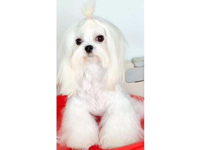 Photo Bichon maltais image 2/5