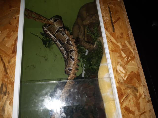 Photo Boa à vendre et couple de python à vendre image 2/6