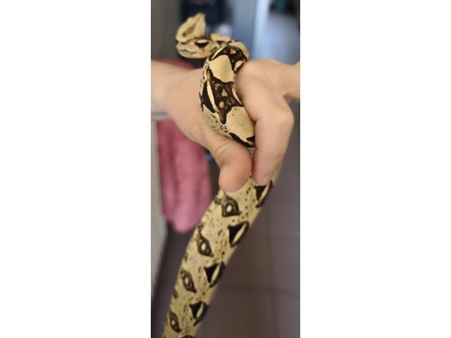 Photo Boa constructor-imperator image 2/5