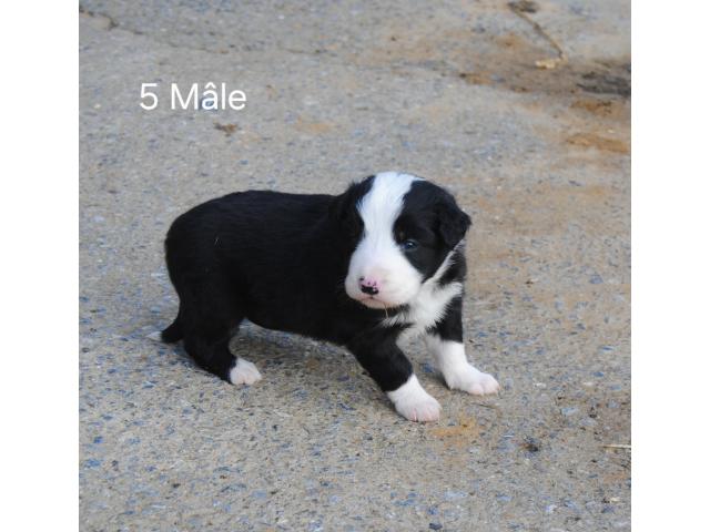 Photo Border collie image 2/5