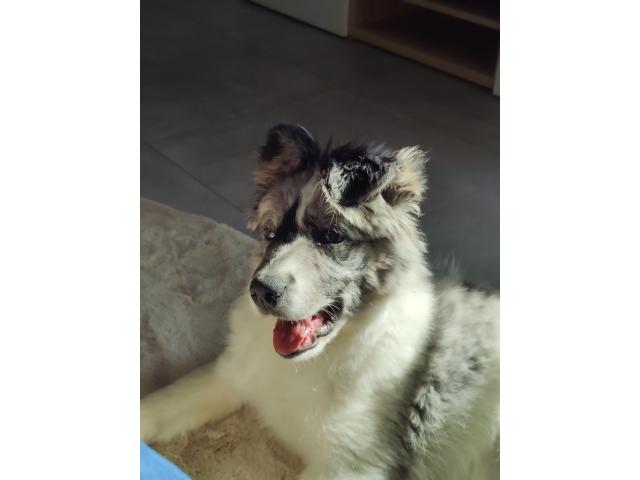 Photo Border collie image 2/4