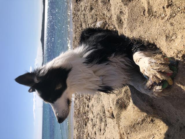 Photo Border Collie en forme pour une saillie image 2/5