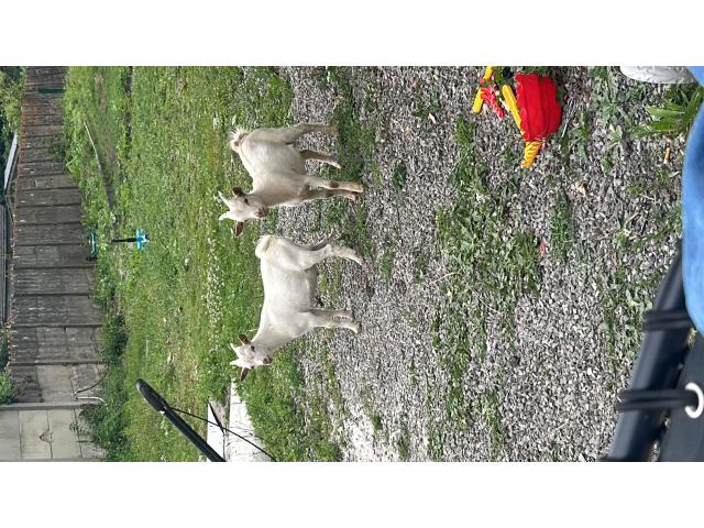 Photo Bouc image 2/4