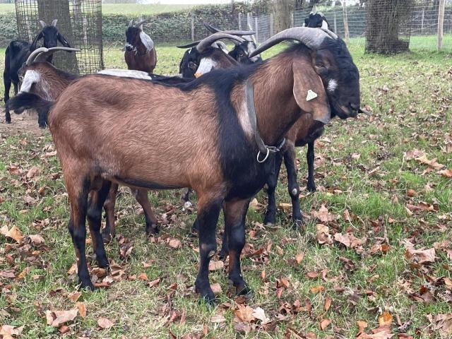 Photo bouc anglo nubien reproducteur 4 ans image 2/4
