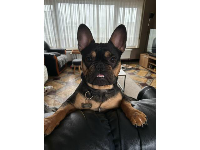 Photo Bouledogue français 2 ans mâle image 2/3