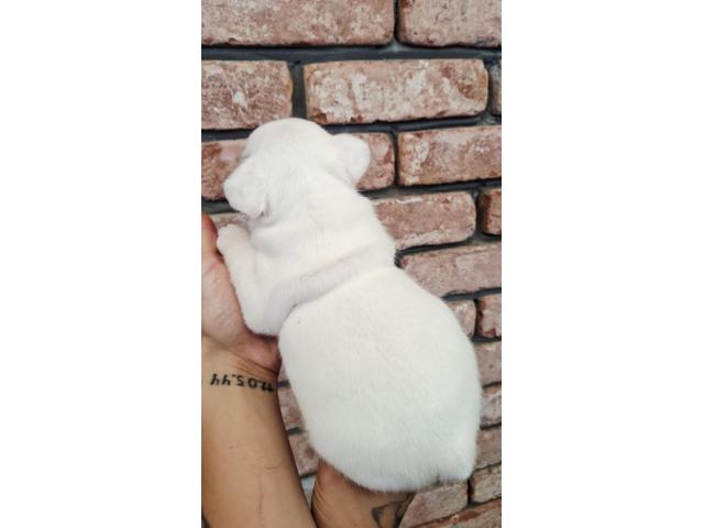 Photo Bouledogue français image 2/4