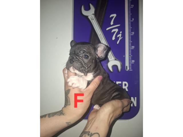 Photo Bouledogue français image 2/6