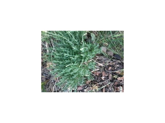 Photo Boutures de lavandes image 2/4