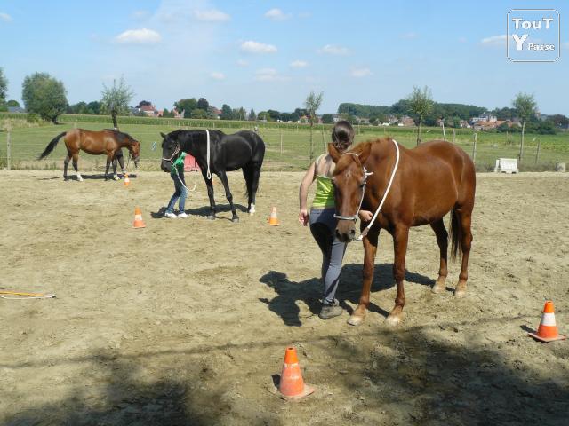 Photo Boxes tout confort,pour chevaux en pension complète à Velaines(8 km de Tournai) image 2/5