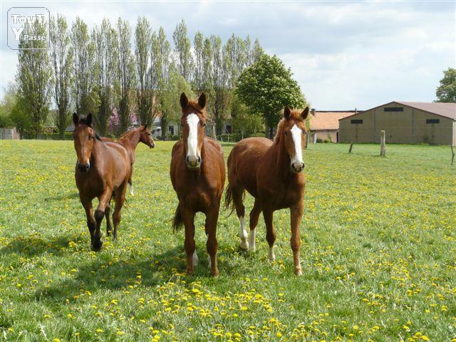 Photo Boxes tout confort,pour chevaux en pension complète à Velaines(8 km de Tournai) image 2/6