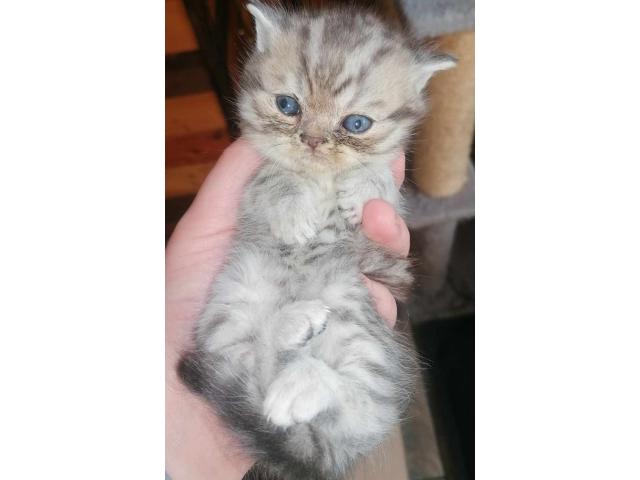 Photo British shorthair disponibles image 2/2