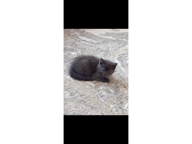 Photo British shorthair et  longhaire  chatton image 2/5