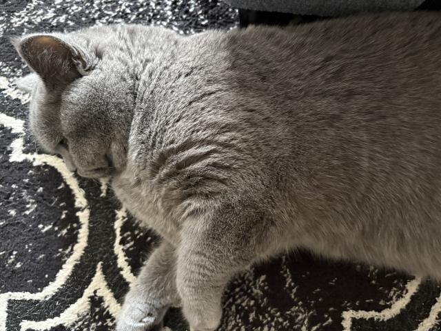 Photo British shorthair Mâle blue image 2/3