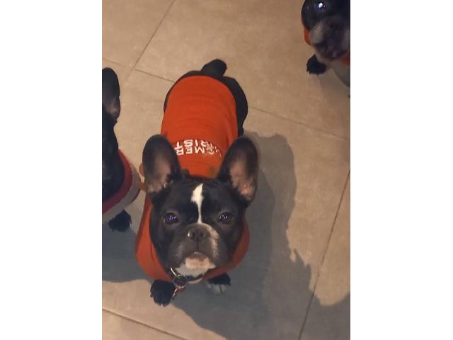 Photo Bulldog francais mâle image 2/6