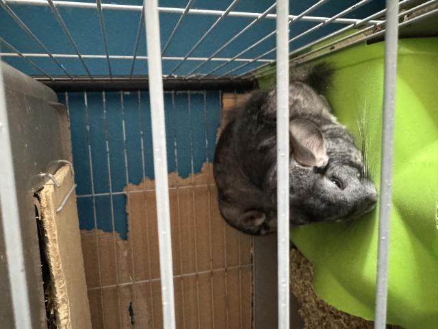 Photo Cage + chinchillas image 2/5