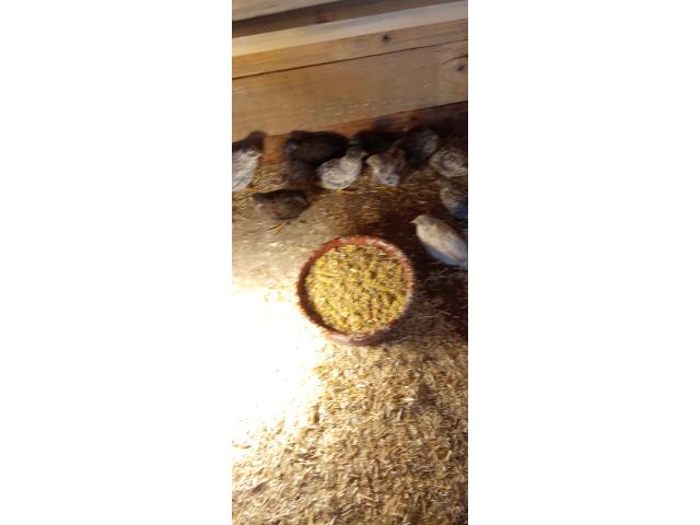 Photo Caille de chine voir description image 2/3