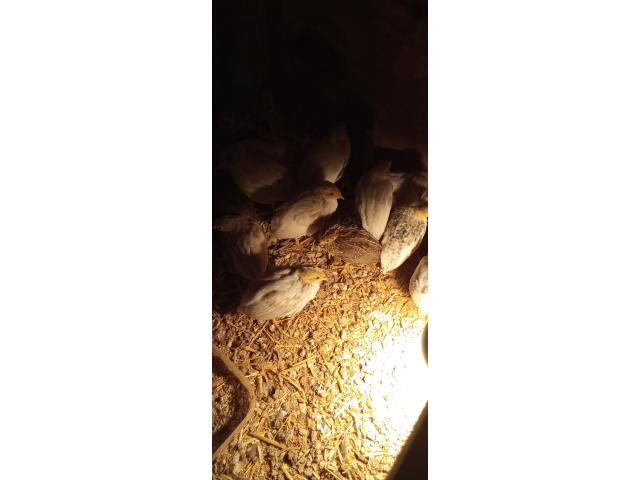 Photo Cailles de Chine voir description image 2/4